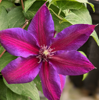 Clematis Mrs N Thompson