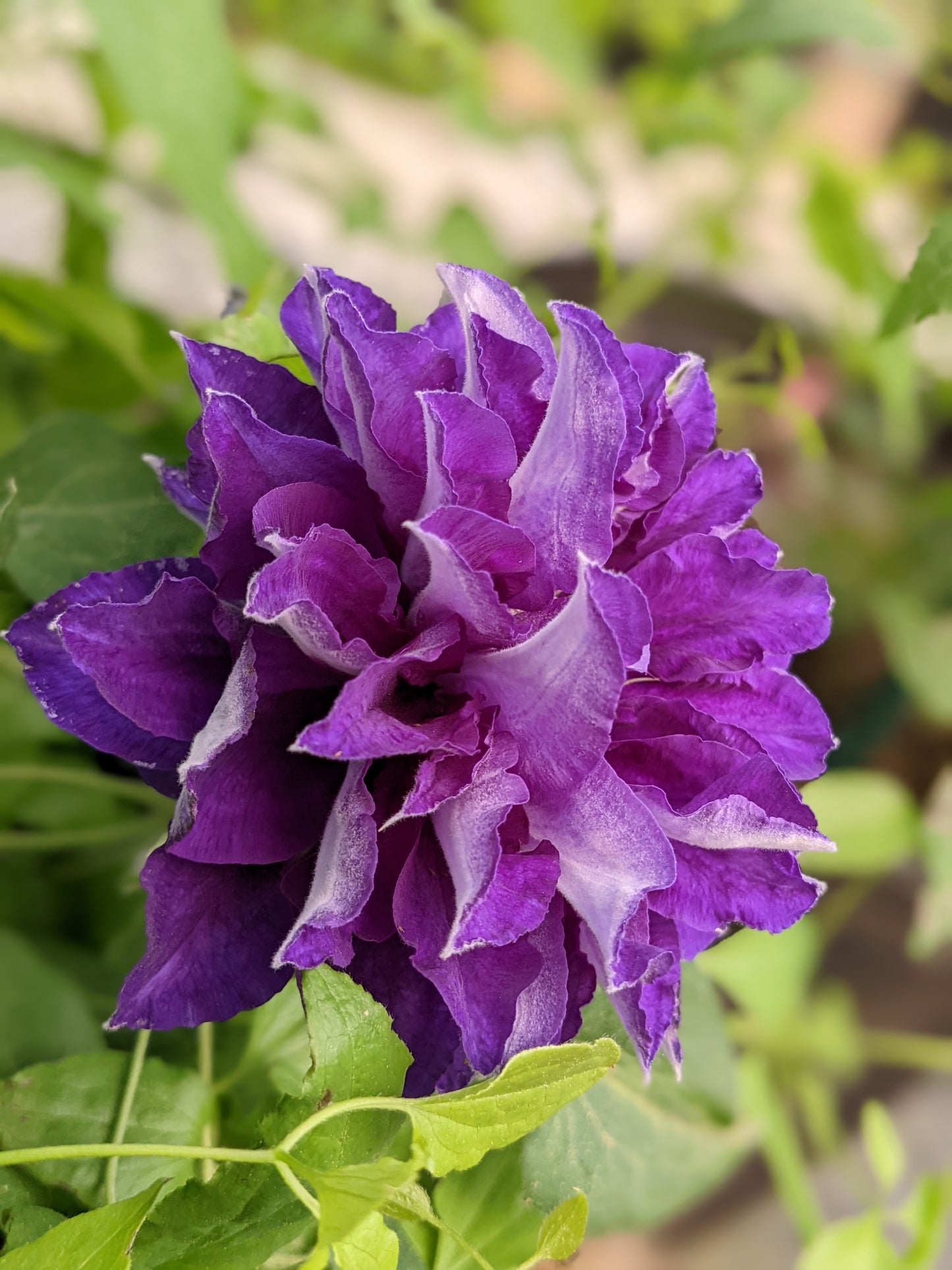 Clematis Shin-shigyoku