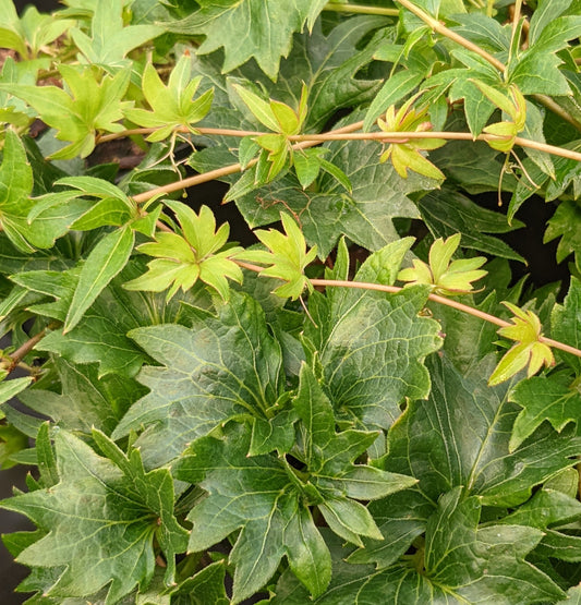 Parthenocissus Lowii