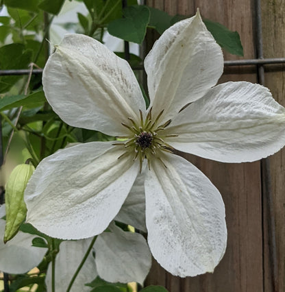 Clematis Maria Cornelia