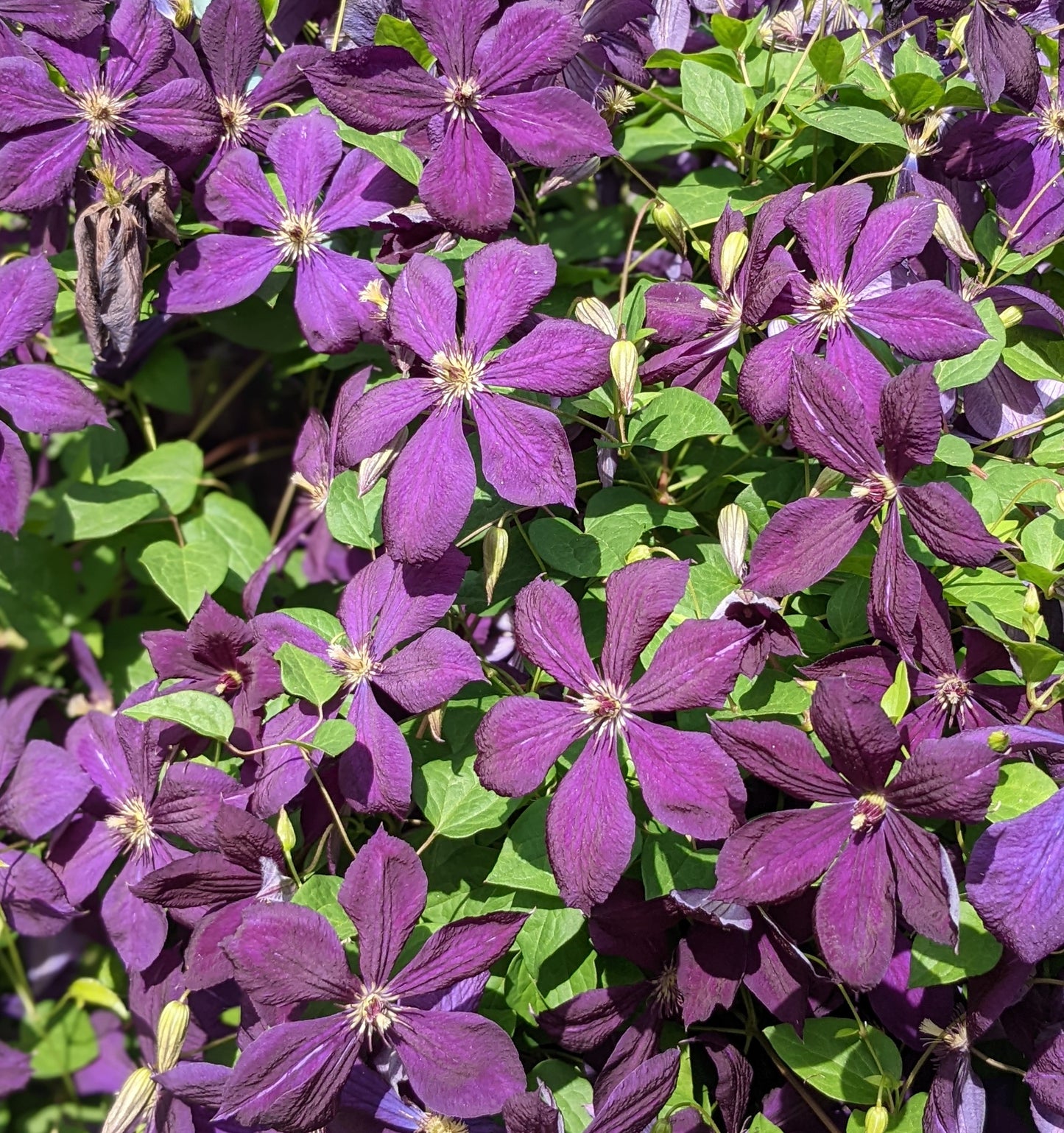 Clematis Negritjanka