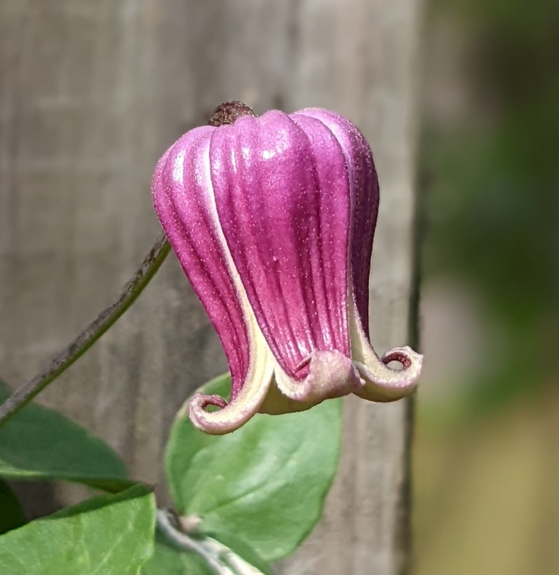 Clematis Buckland Beauty