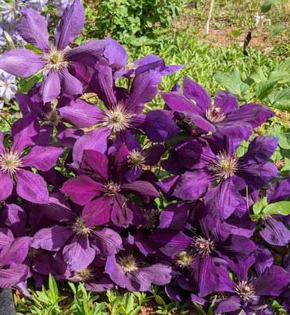 Clematis Gipsy Queen