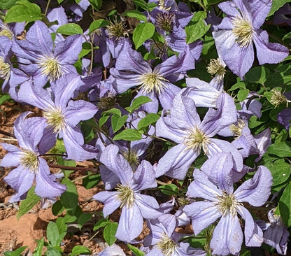 Clematis Prince Charles