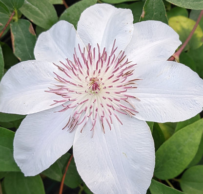 Clematis Starfish