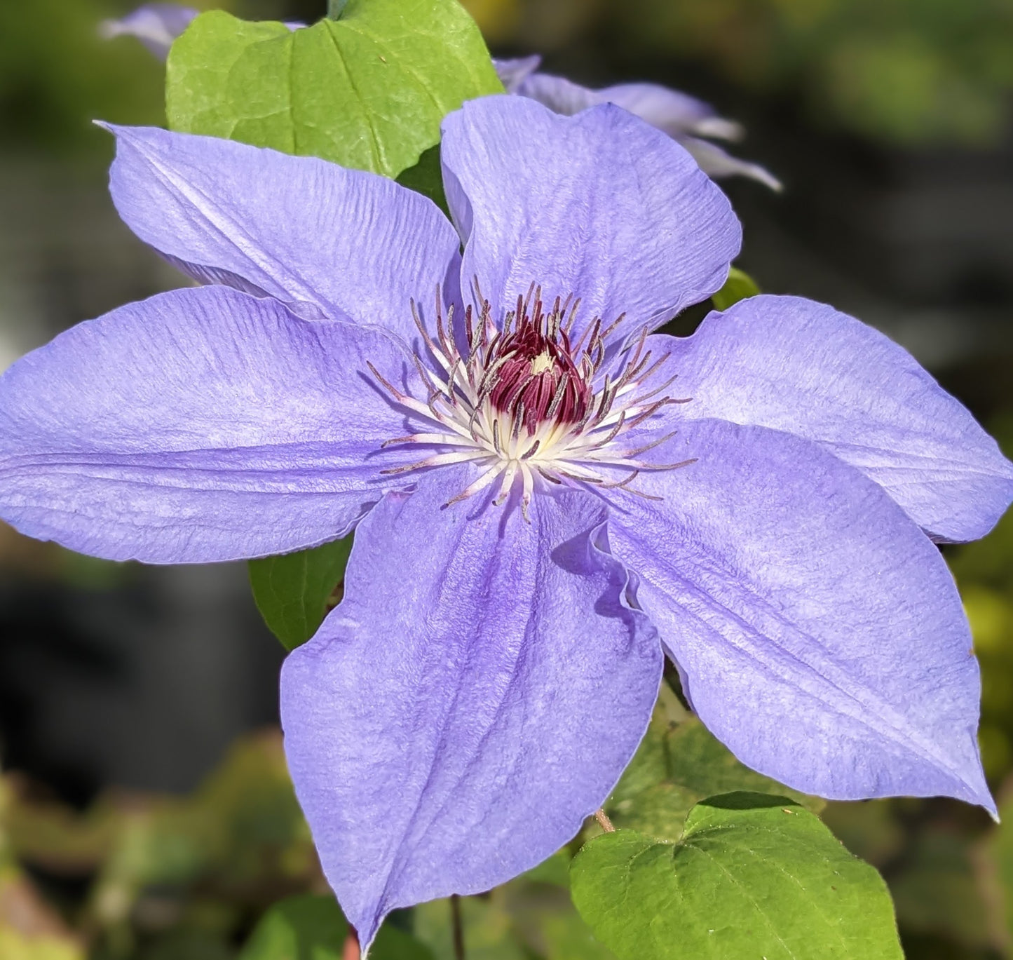 Clematis William Kennett