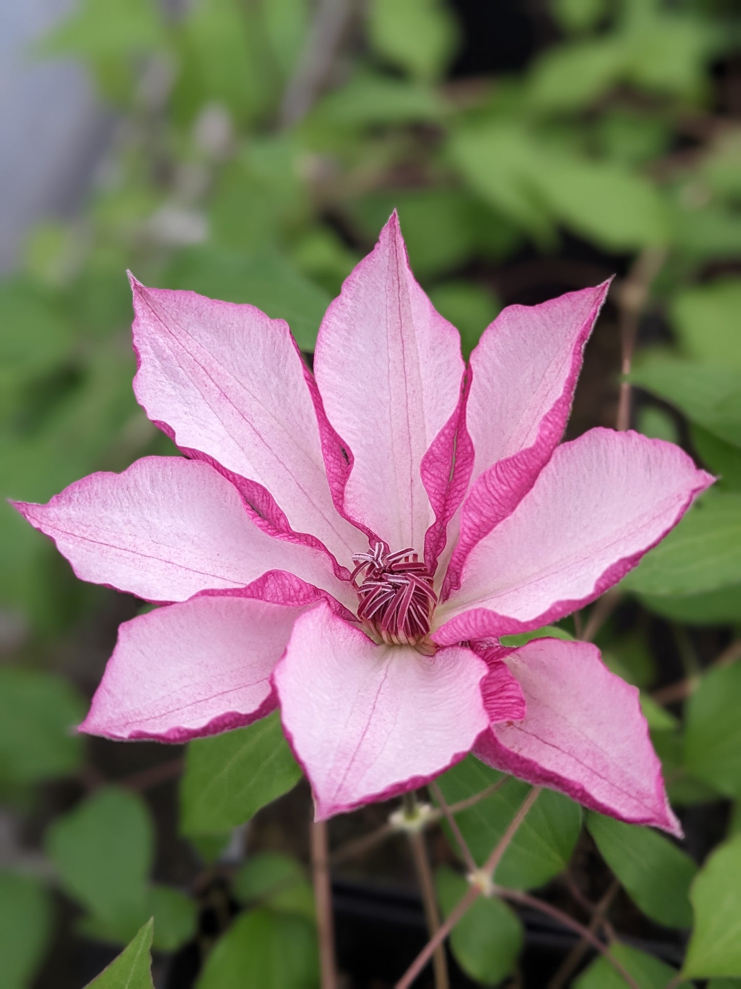 Clematis Omoshiro