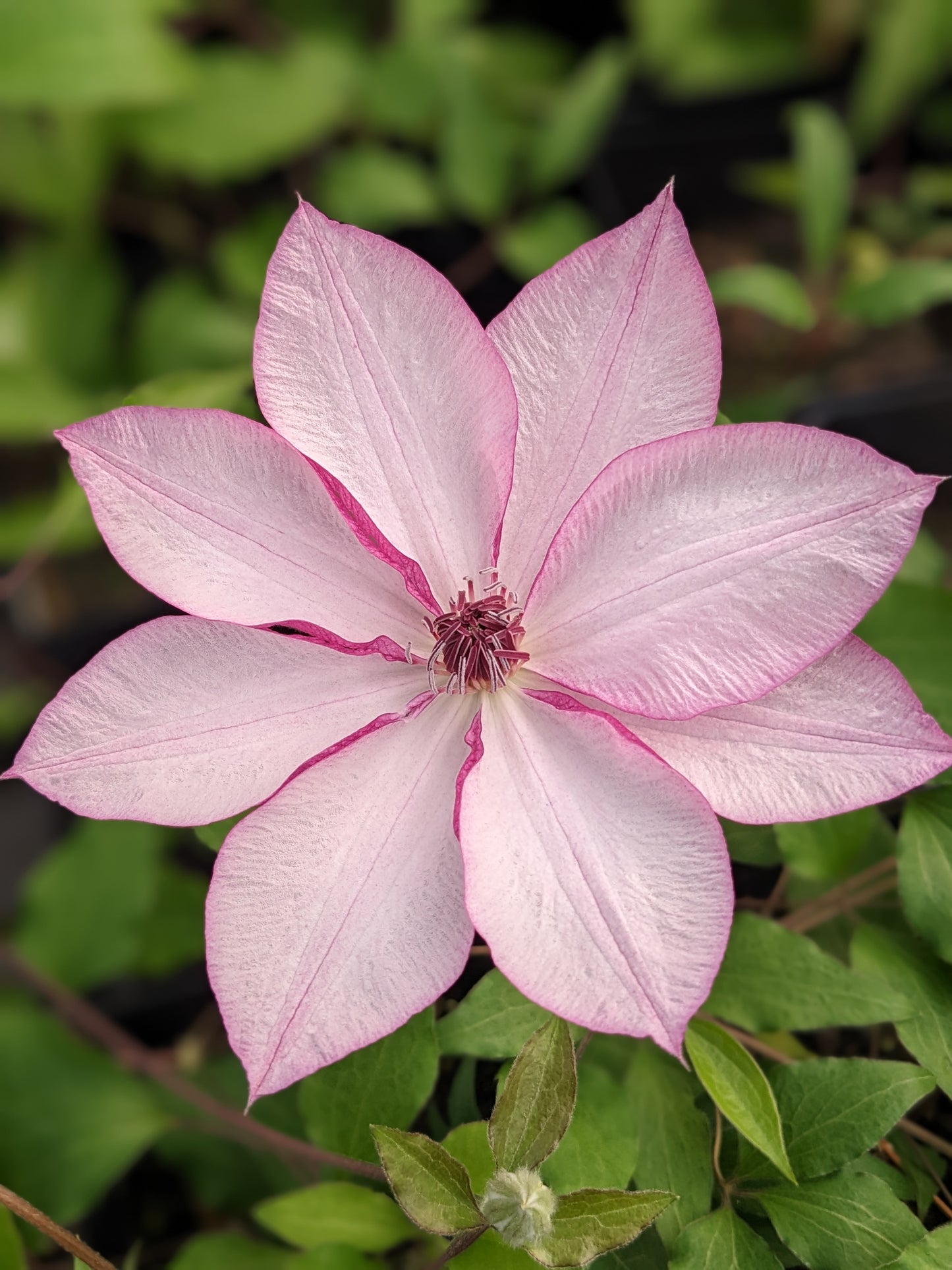 Clematis Omoshiro