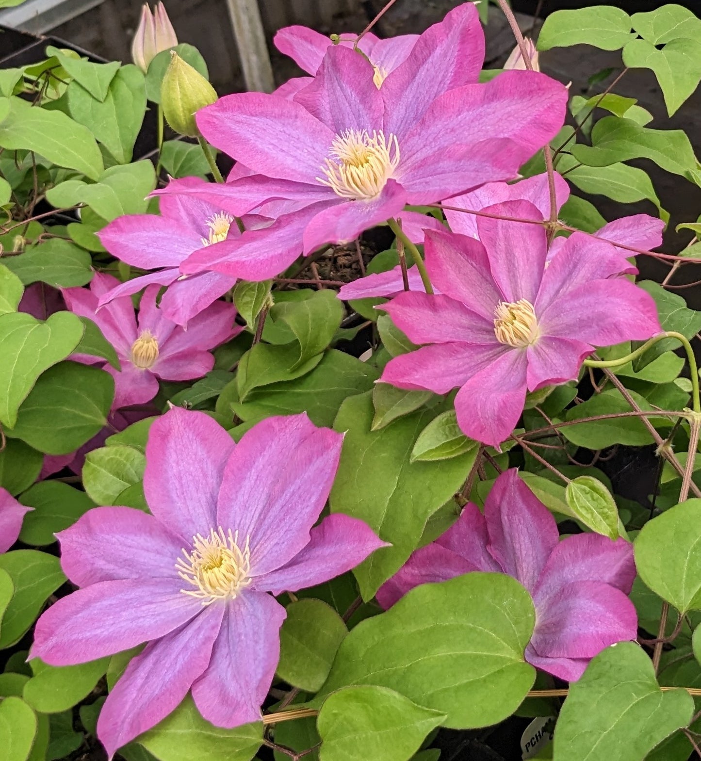 Clematis Pink Champagne