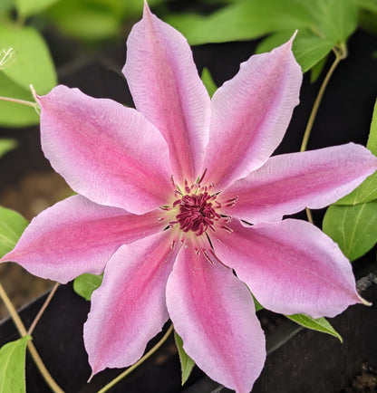 Clematis Nelly Moser