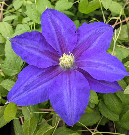 Clematis Lasurstern