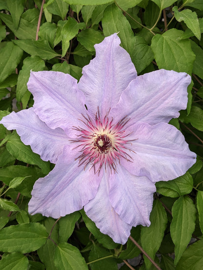 Clematis The First Lady