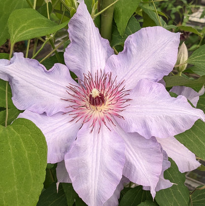 Clematis The First Lady