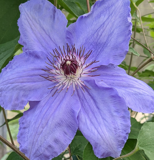 Clematis William Kennett