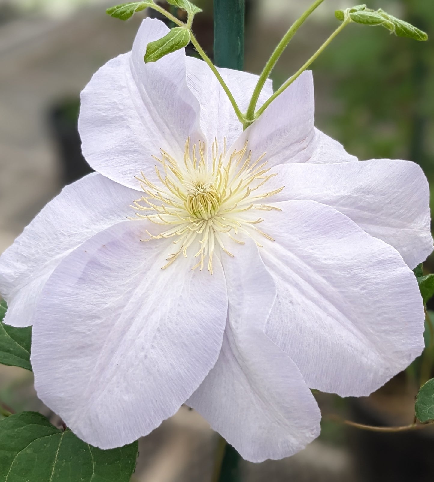 Clematis Louise Rowe