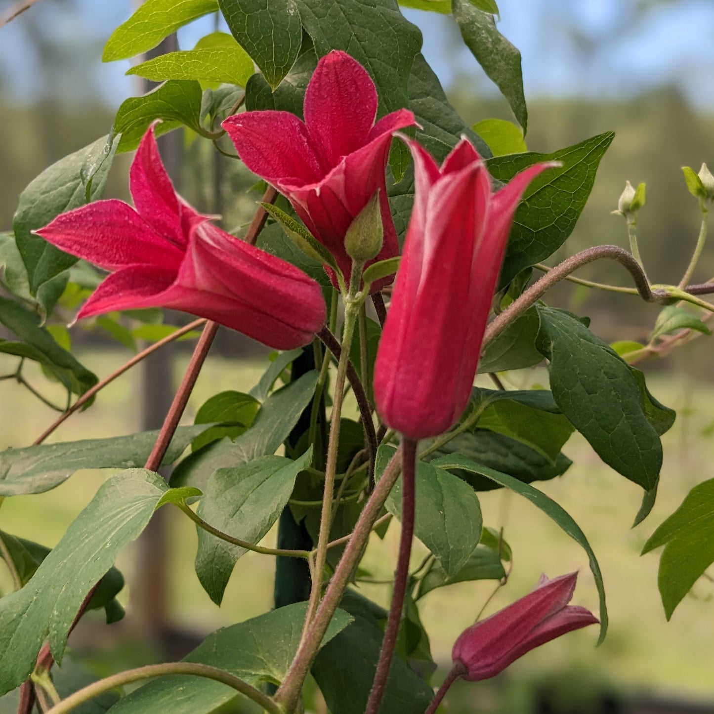 Clematis Red Five