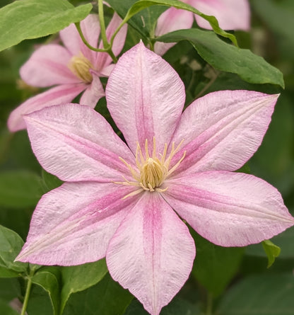 Clematis Caroline