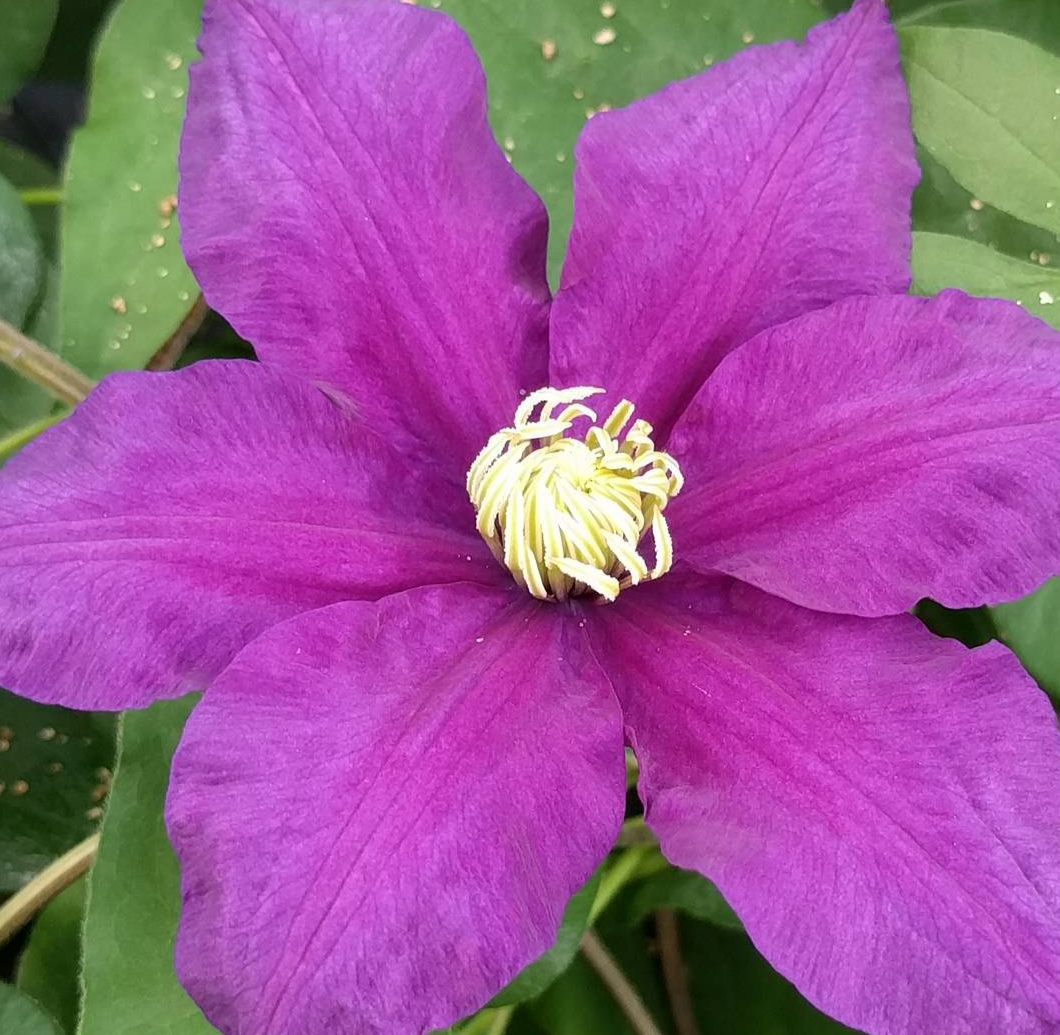 Clematis Myojo