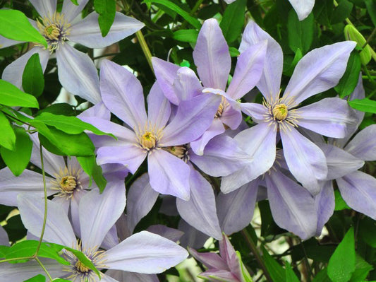 Clematis Sugar-Sweet Blue, Small Flowered Clematis - Brushwood Nursery, Clematis Specialists