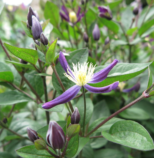 Clematis Aromatica