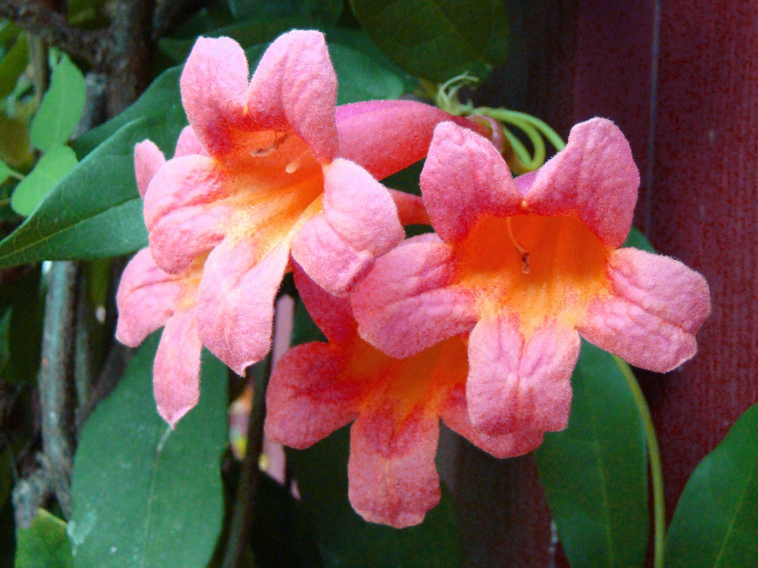 Bignonia capreolata, Native Vines - Brushwood Nursery, Clematis Specialists