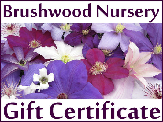 Gift Certificates, Gift Card - Brushwood Nursery, Clematis Specialists