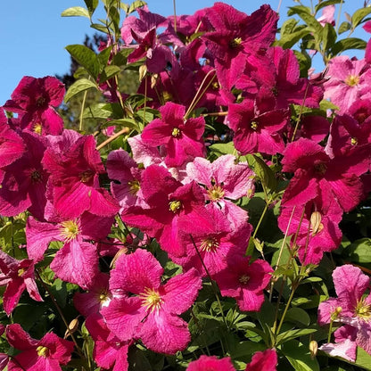 Clematis Abundance, Small Flowered Clematis - Brushwood Nursery, Clematis Specialists