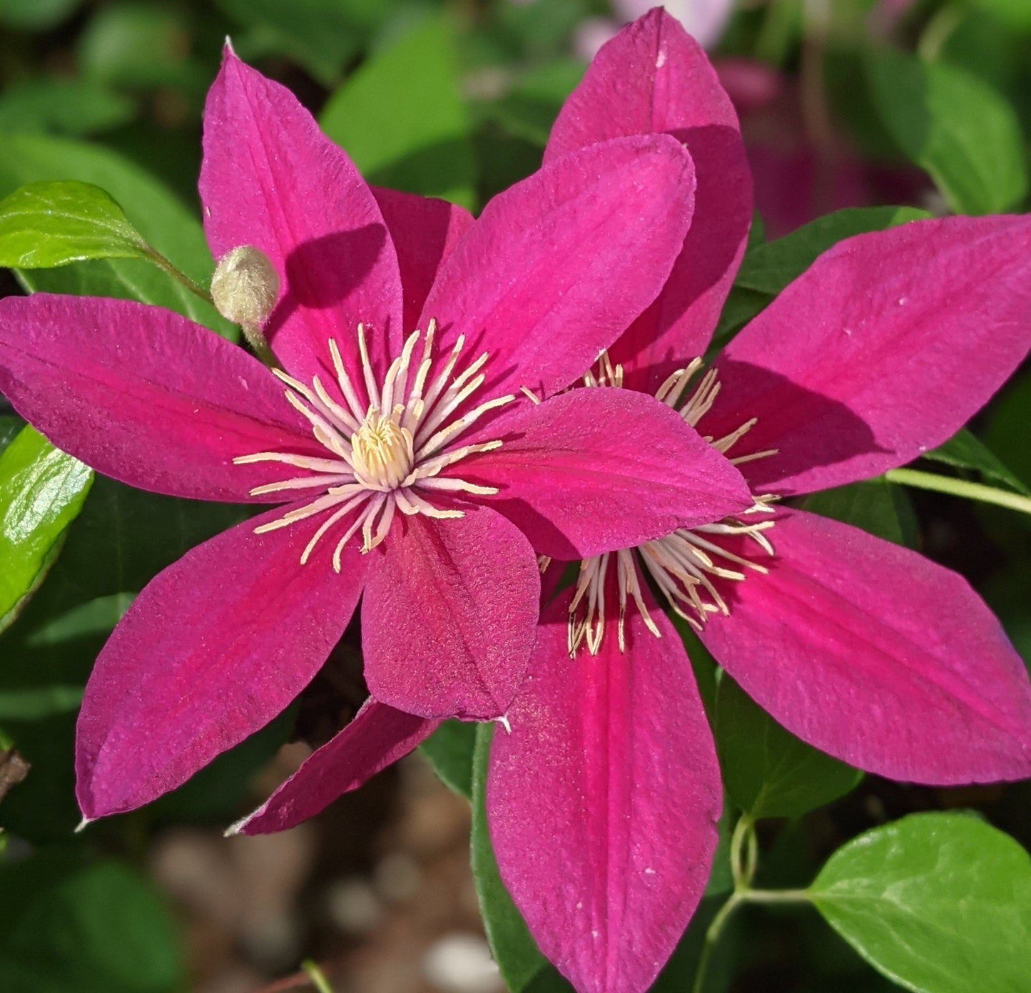 Clematis Acropolis