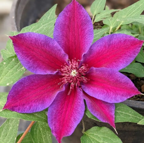 Clematis Akaishi