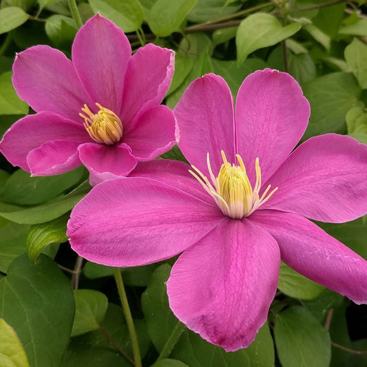 Clematis Alaina, Large Flowered Clematis - Brushwood Nursery, Clematis Specialists