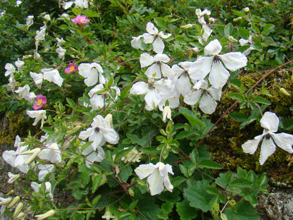 Clematis Alba Luxurians, Small Flowered Clematis - Brushwood Nursery, Clematis Specialists