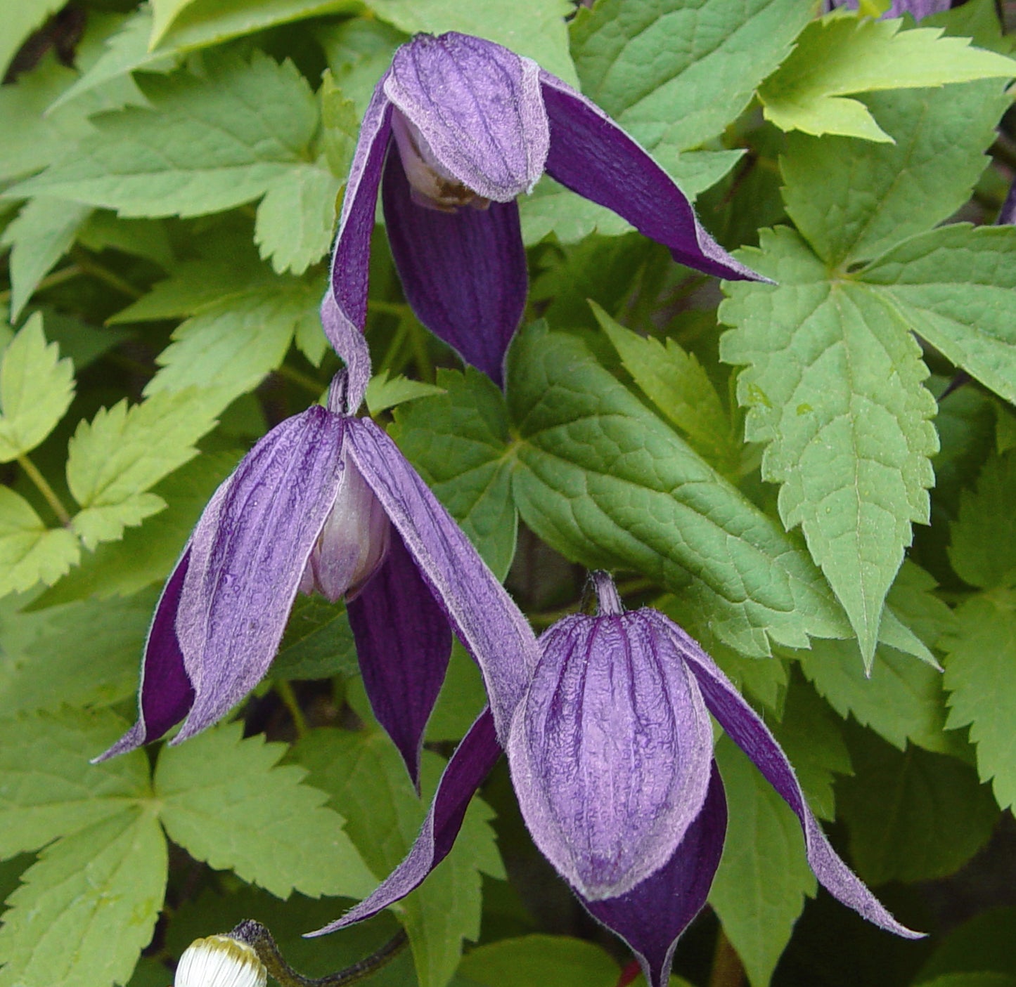 Clematis alpina Pamela Jackman, Small Flowered Clematis - Brushwood Nursery, Clematis Specialists