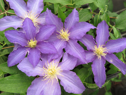 Clematis Anna German, Large Flowered Clematis - Brushwood Nursery, Clematis Specialists