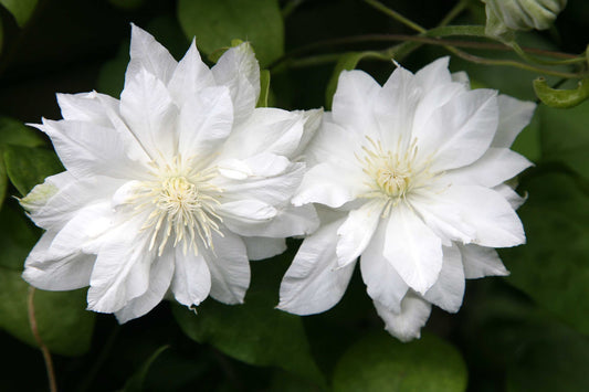 Clematis Arctic Queen