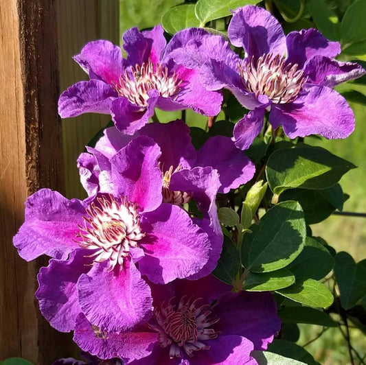 Clematis Ashva, Small Flowered Clematis - Brushwood Nursery, Clematis Specialists