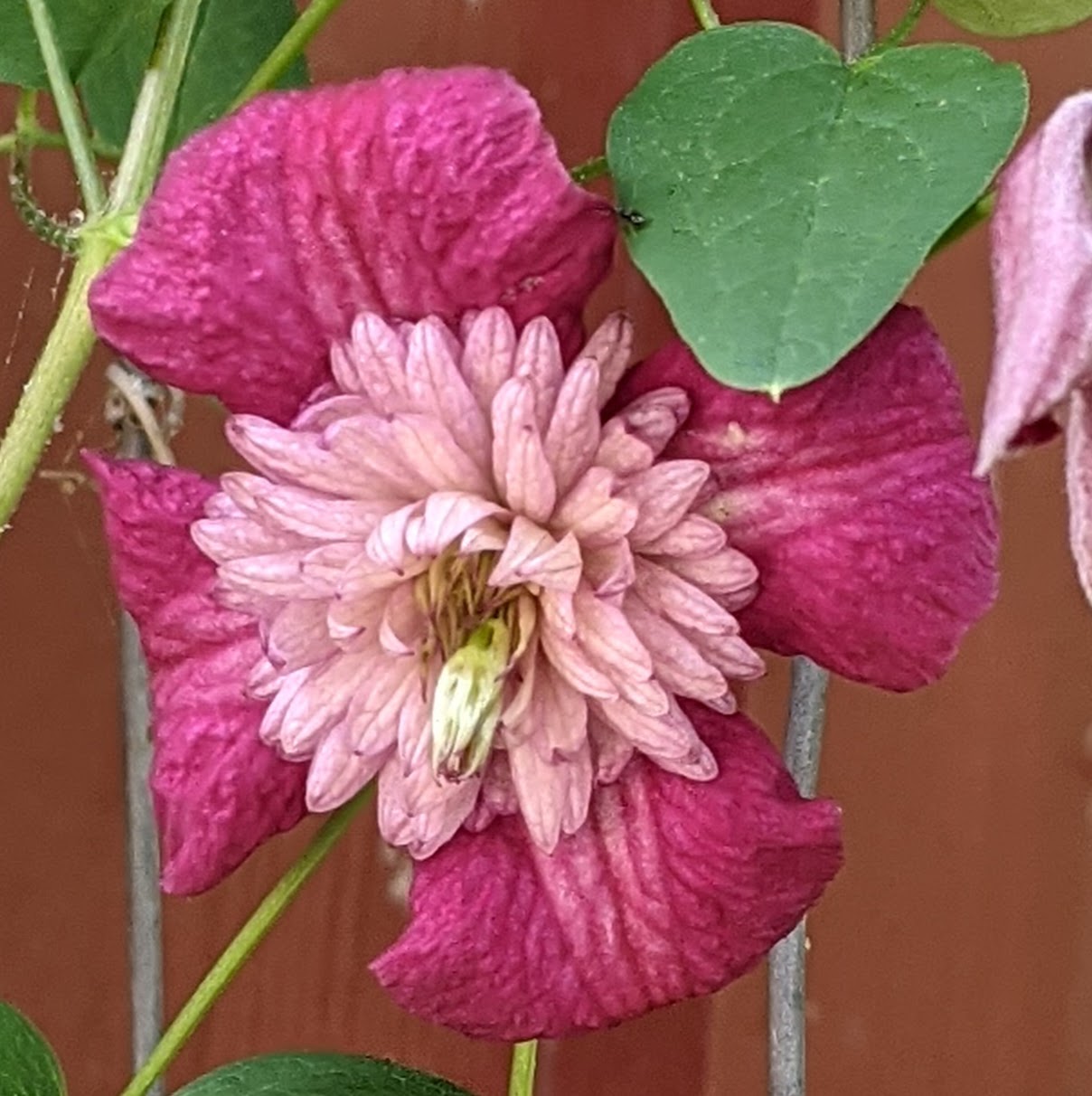 Clematis Avant-Garde