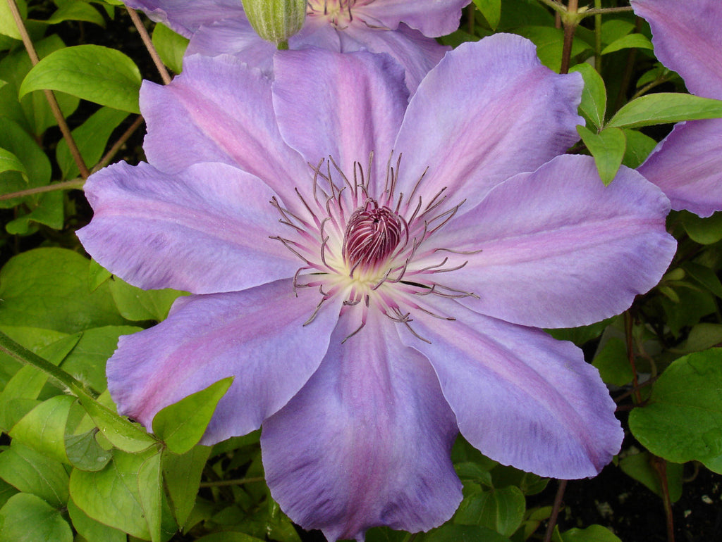 Clematis Baltyk | Brushwood Nursery, Clematis Specialists