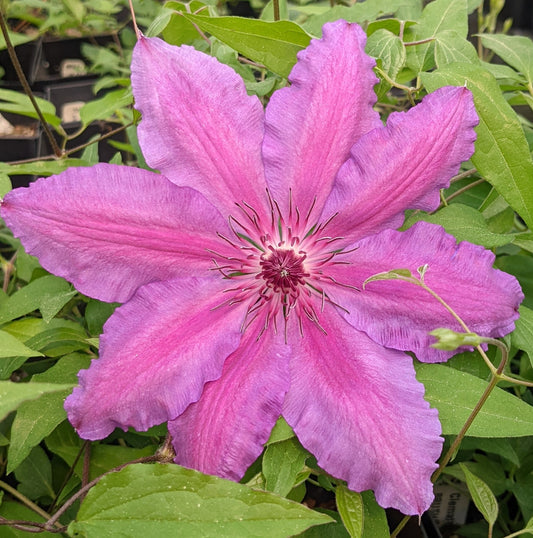 Clematis Barbara Dibley