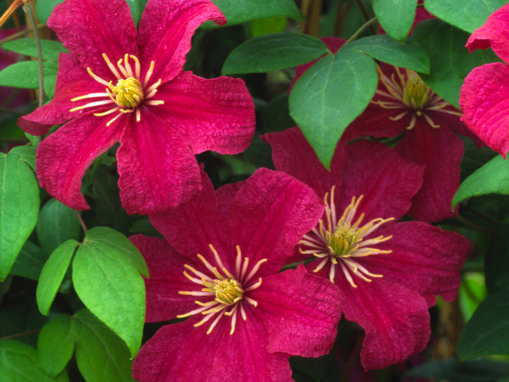 Clematis Barbara Harrington | Brushwood Nursery, Clematis Specialists