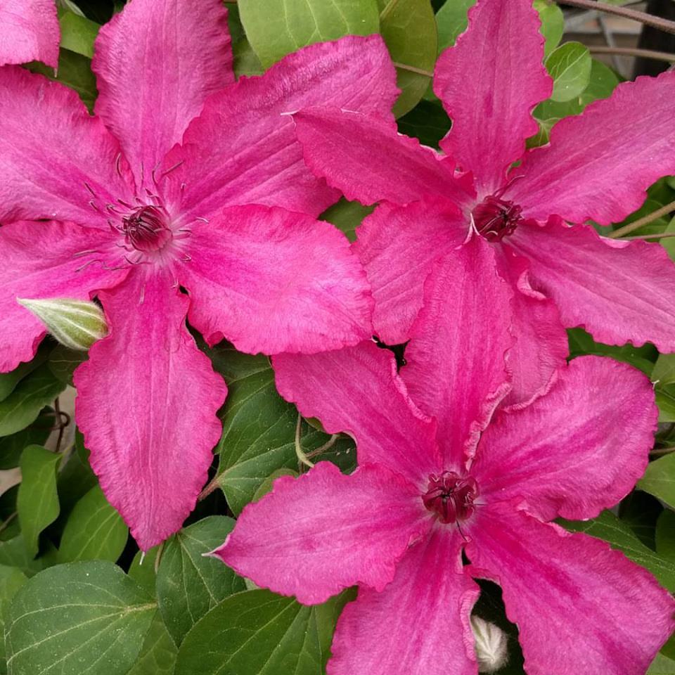 Clematis Barbara, Large Flowered Clematis - Brushwood Nursery, Clematis Specialists