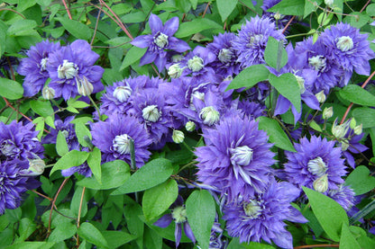 Clematis Belle of Taranaki, Large Flowered Clematis - Brushwood Nursery, Clematis Specialists