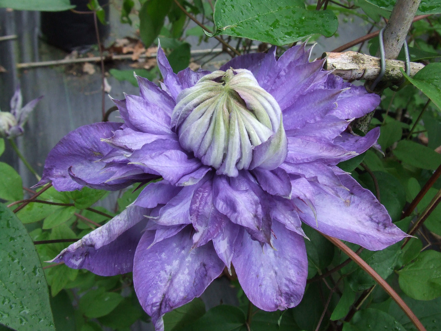 Clematis Belle of Taranaki, Large Flowered Clematis - Brushwood Nursery, Clematis Specialists