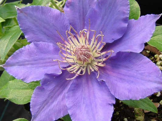 Clematis Bijou, Large Flowered Clematis - Brushwood Nursery, Clematis Specialists