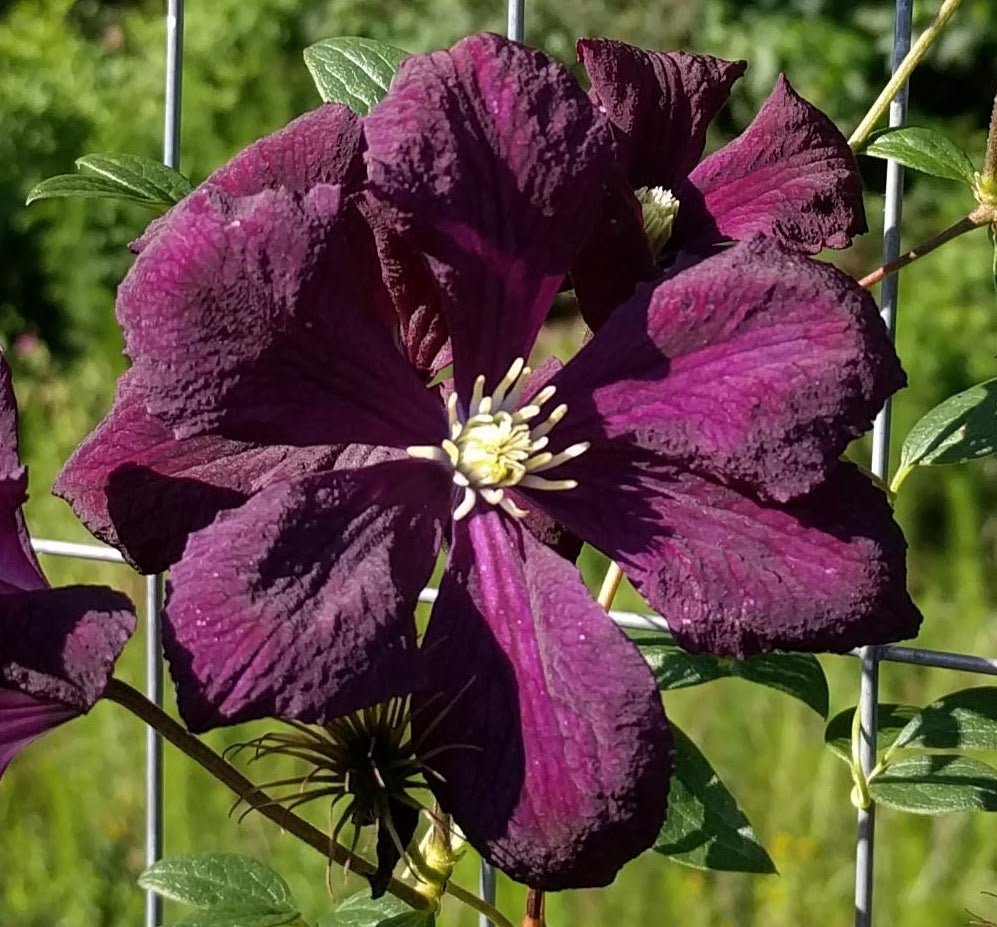 Clematis Blue Belle