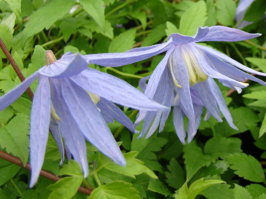 Clematis Blue Bird, Small Flowered Clematis - Brushwood Nursery, Clematis Specialists