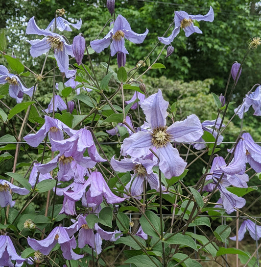 Clematis Blue Boy