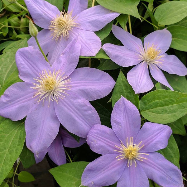 Clematis Blue Eyes | Brushwood Nursery, Clematis Specialists