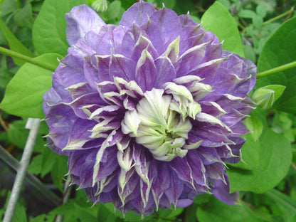 Clematis Blue Light, Large Flowered Clematis - Brushwood Nursery, Clematis Specialists