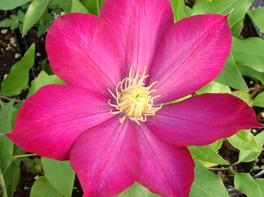 Clematis Bourbon, Large Flowered Clematis - Brushwood Nursery, Clematis Specialists