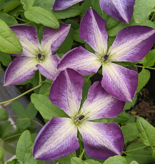 Clematis Brianna